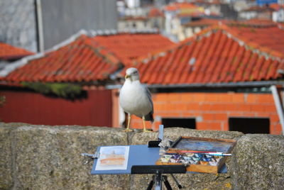 Bird perching on retaining wall