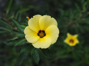 Close-up of yellow flowering plant