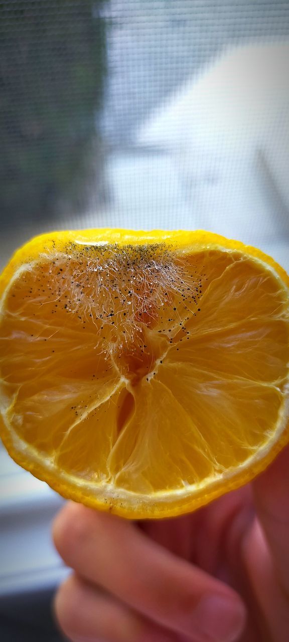 citrus, orange, yellow, citrus fruit, food and drink, hand, fruit, lemon, food, plant, citron, holding, produce, healthy eating, one person, clementine, freshness, slice, bitter orange, wellbeing, close-up, tangerine, calamondin, orange color, macro photography, indoors, refreshment, adult, lime, drink, focus on foreground, juice, women