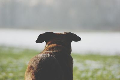 Close-up of a dog looking away