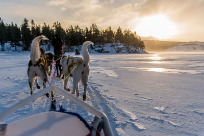Rear view of dogs pulling sled on snow covered field against cloudy sky during sunset