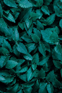 Full frame shot of green leaves