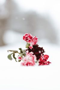 Close-up of red rose flower on table