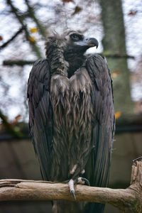 Close-up of bird perching on wooden post