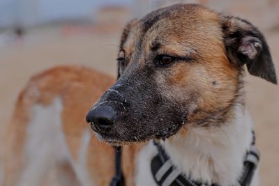 Close-up of dog looking away