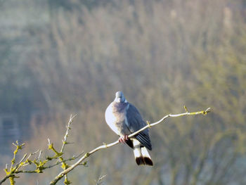 Bird perching on a branch