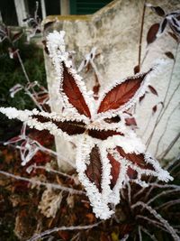 Close-up of flower plant