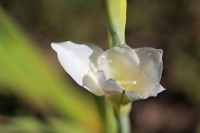 Close-up of white flowering plant