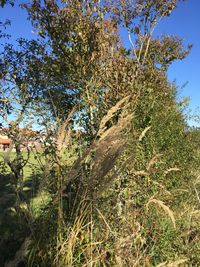 Low angle view of tree against sky