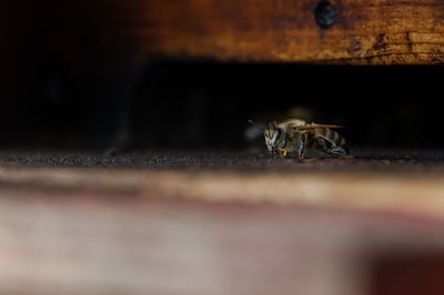 Close-up of bee