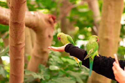 Close-up of hand holding bird eating outdoors