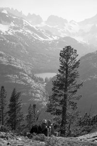 Trees on snow covered mountains against sky