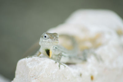 Extreme close-up of reptile on rock