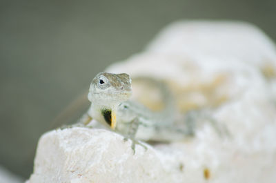 Close-up of lizard