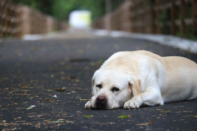 Close-up portrait of dog on sidewalk