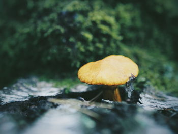 Close-up of mushroom growing on field