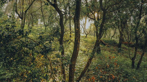 Scenic view of forest