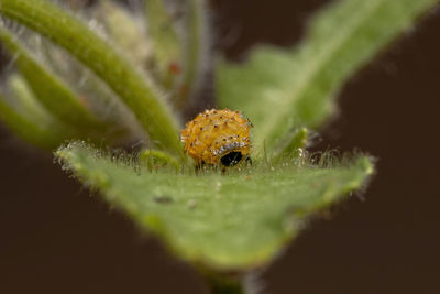 Close-up of insect on leaf