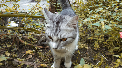 Portrait of a cat