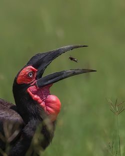 The bird eating the small insects