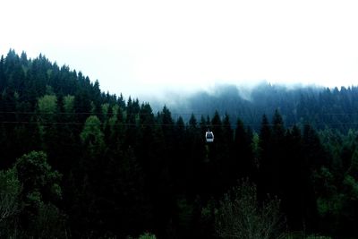 Trees in forest against clear sky