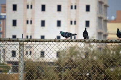 Pigeons perching on a building