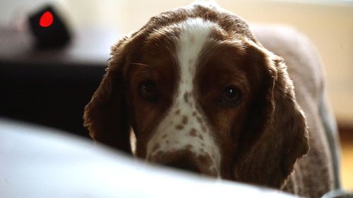 Close-up portrait of dog