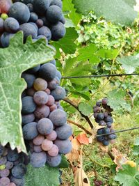 Close-up of grapes