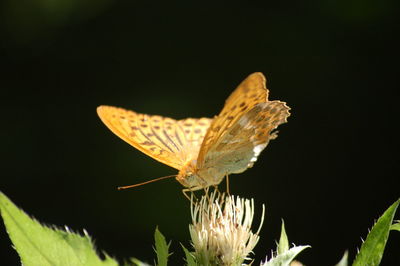 Close-up of butterfly on plant