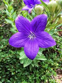 Close-up of purple flower blooming outdoors