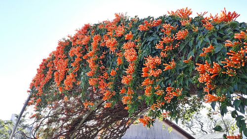 Low angle view of orange flower tree against sky