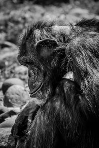 Close-up of a monkey looking away