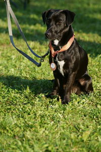 Black dog sitting on grass