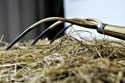 Close-up of gardening fork on hay