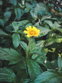 Close-up of yellow flowering plant