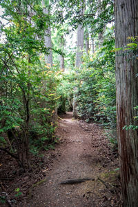 Footpath amidst trees in forest