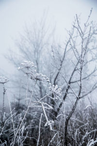 Close-up of frozen plant on field during winter