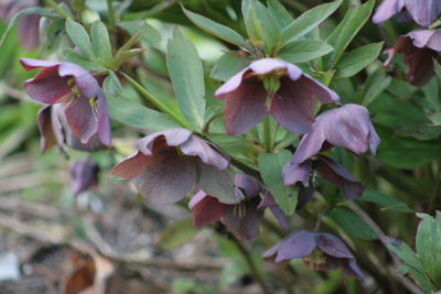 Close-up of fresh green leaves