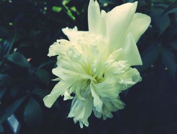 Close-up of flower blooming outdoors