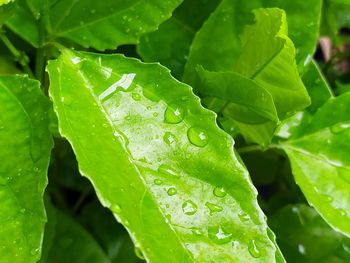 Close-up of wet leaves on rainy day