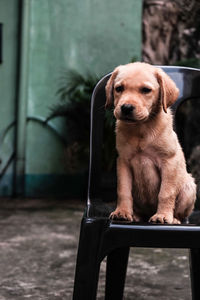 Portrait of dog sitting on chair