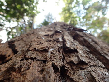 Close-up of tree trunk