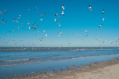 Birds flying over sea against sky