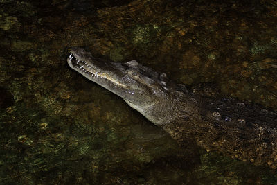 Close-up of crocodile on rock