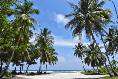 Palm trees by sea against sky