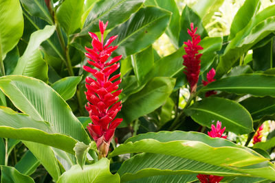 Close-up of red flowers on plant