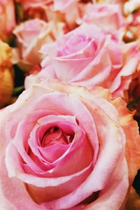 Close-up of pink rose