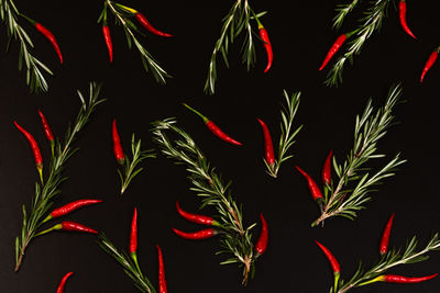Close-up of plants against black background