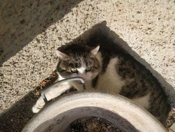 High angle portrait of cat relaxing outdoors