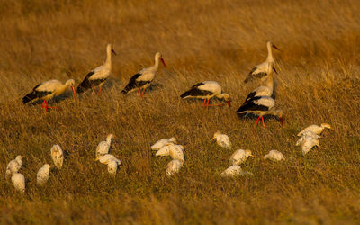 Flock of birds on land